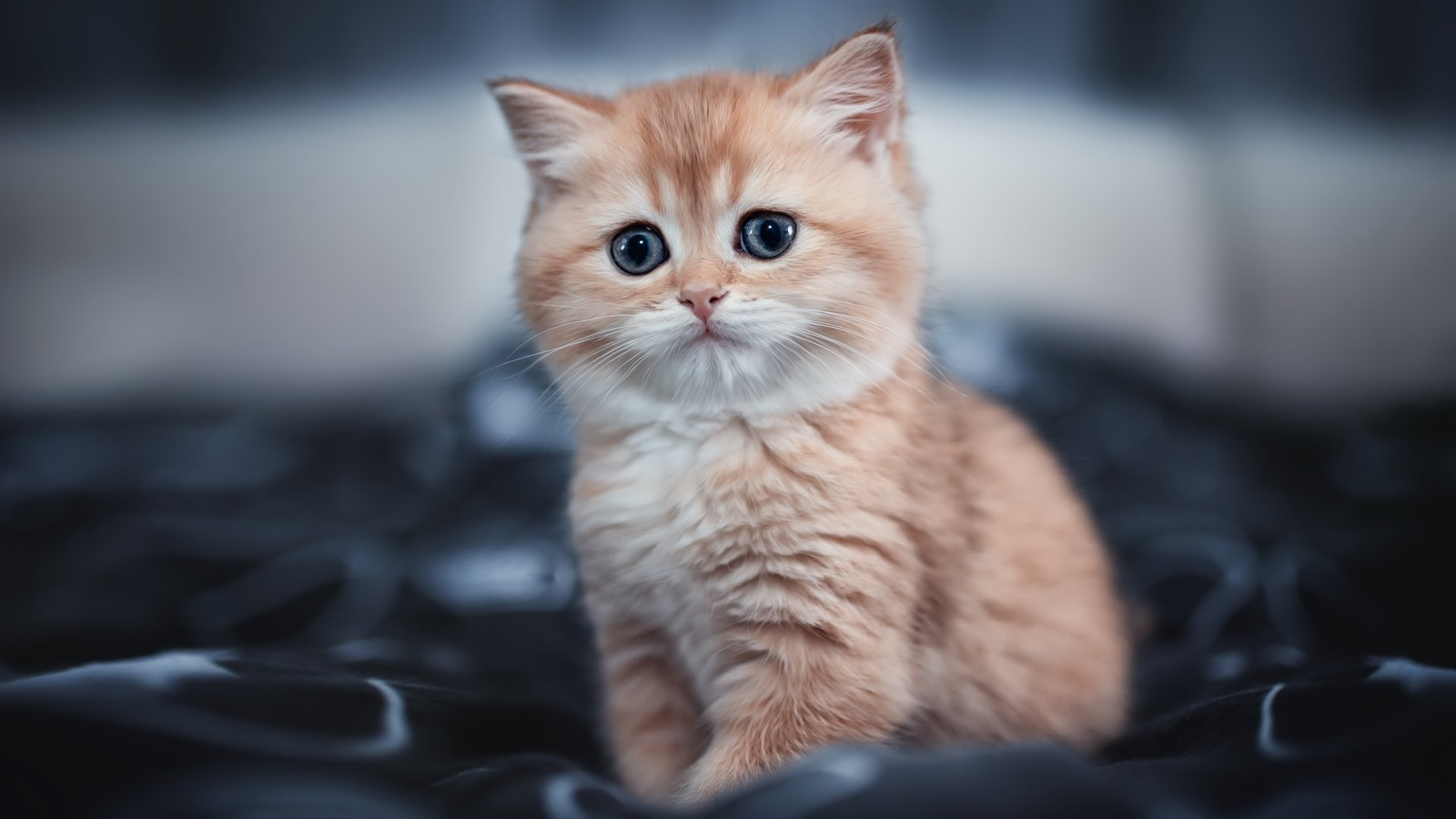Cat & Kittens Wallpaper preview